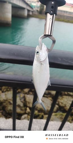 イケカツオの釣果