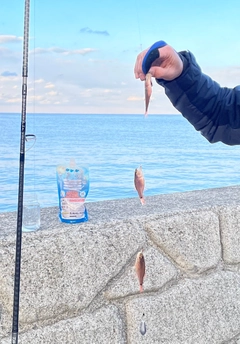 ネンブツダイの釣果