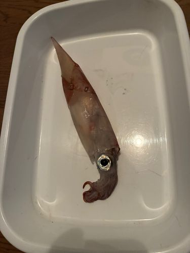 ヤリイカの釣果