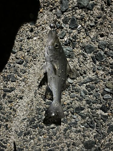 セイゴ（マルスズキ）の釣果