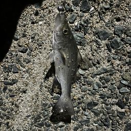 セイゴ（マルスズキ）