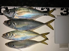 マアジの釣果