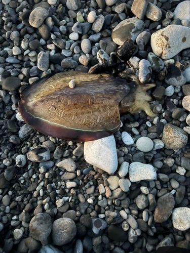 熊野川（新宮川）河口