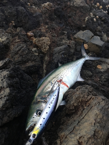 サゴシの釣果