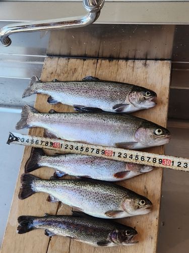 ニジマスの釣果