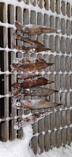 ヤリイカの釣果