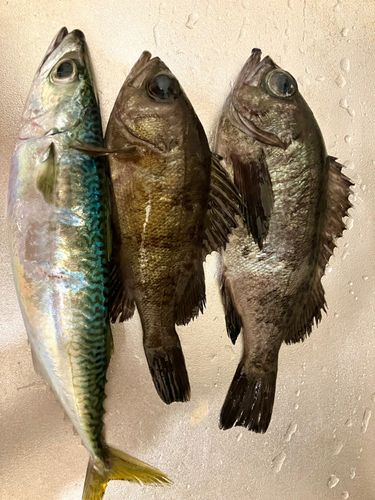 メバルの釣果
