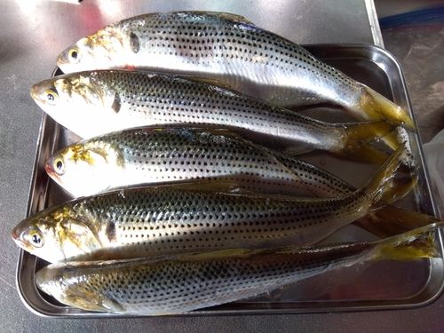 本牧海づり施設