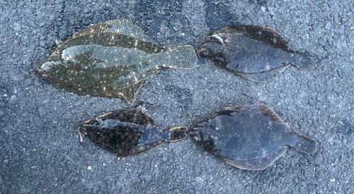 マコガレイの釣果