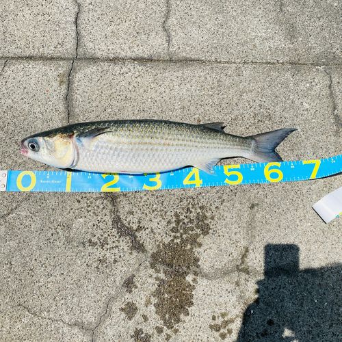 御立岬公園海釣りランド