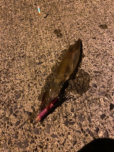 三陸海岸（岩手）