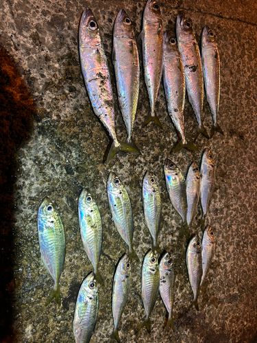アジの釣果