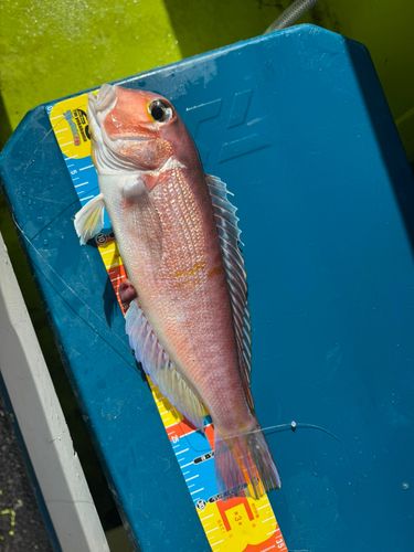アマダイの釣果