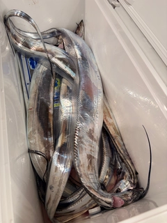 タチウオの釣果