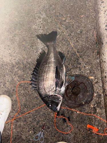 碧南海釣り公園