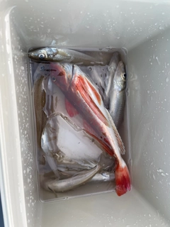 シロギスの釣果