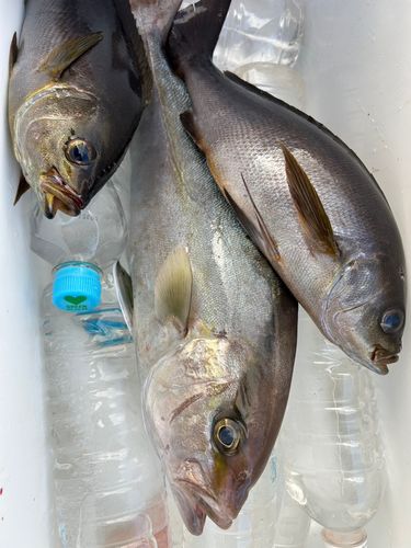 ヒレナガカンパチの釣果