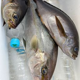 ヒレナガカンパチ