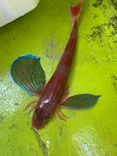 ホウボウの釣果