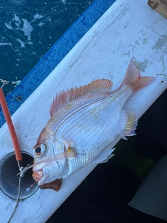 レンコダイの釣果