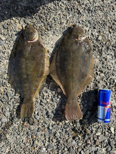 カレイの釣果