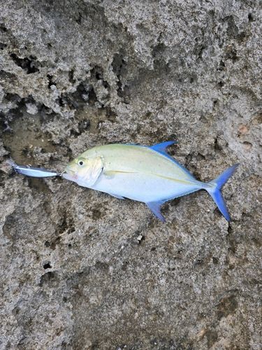 カスミアジの釣果