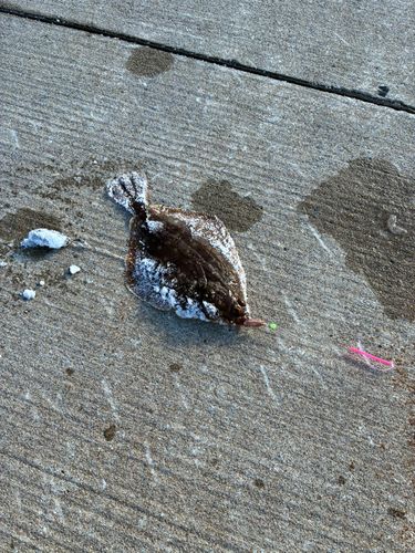 森漁港（茅部）