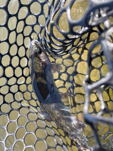 ニジマスの釣果