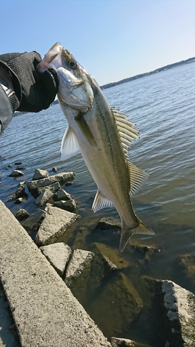 シーバスの釣果