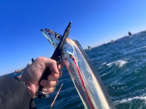 タチウオの釣果