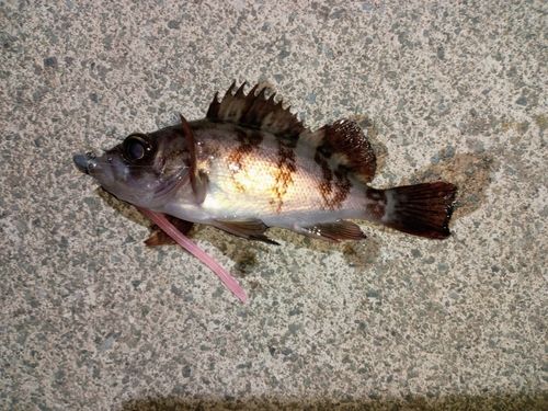 小名浜港市場前