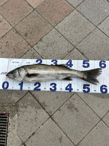 東京湾（アクアライン〜富津）