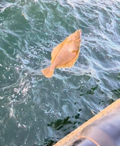 マコガレイの釣果