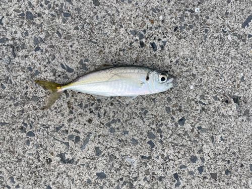 マアジの釣果