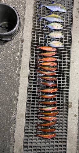 グルクンの釣果