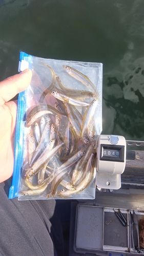 ワカサギの釣果