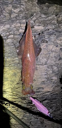 ササイカの釣果