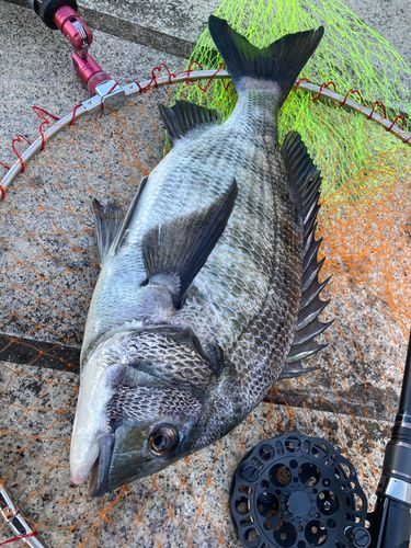 チヌの釣果