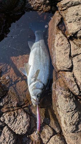 ヒラスズキの釣果