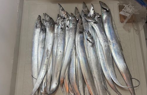 タチウオの釣果