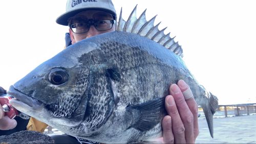 チヌの釣果