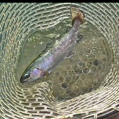 ニジマスの釣果