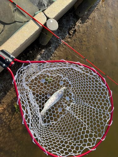 フィッシングDoDoo