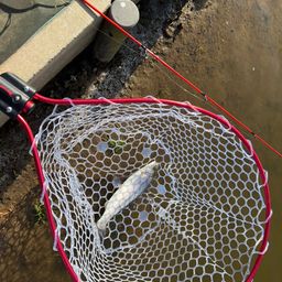 レインボートラウト