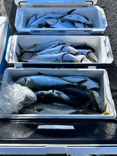 ハマチの釣果