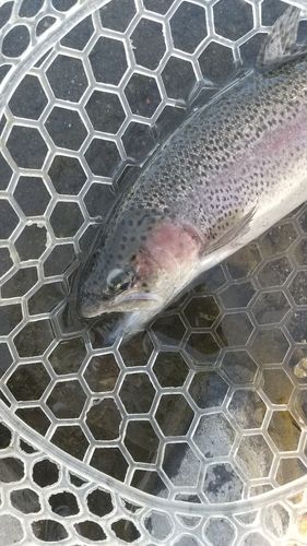 レインボートラウトの釣果