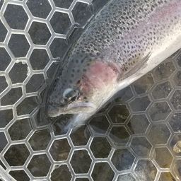 レインボートラウト