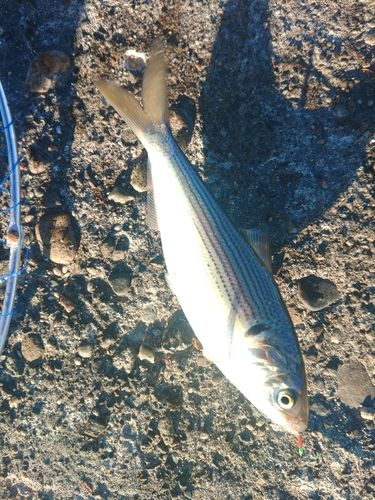コノシロの釣果