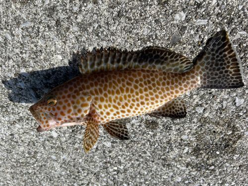 オオモンハタの釣果