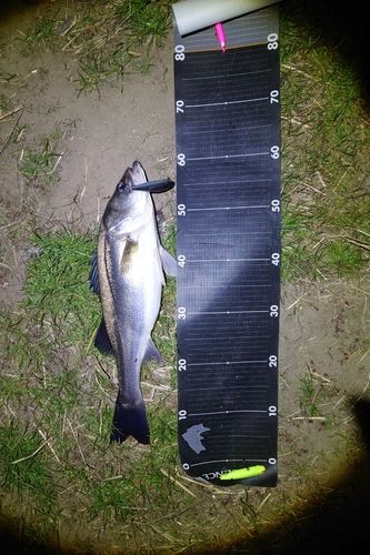 マルスズキの釣果